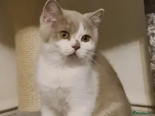 British Shorthair cats Ready Now 💙British ShortHair kitten GCCF - Advert 7