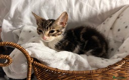 Bengal cats for sale: Bengal kittens ready now - Image 26