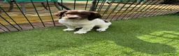 English Springer Spaniel dogs for sale: Springer Spaniels 4 x Boys in Wakefield - Advert 4