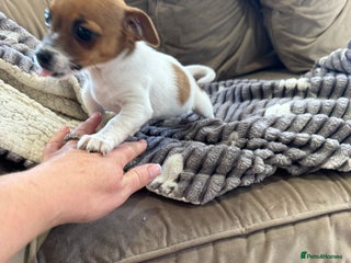 Jack Russell dogs - Advert 6