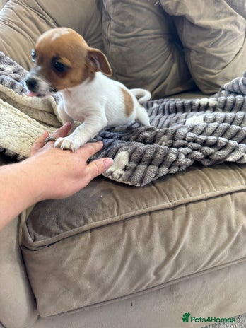 Jack Russell dogs - Advert 16