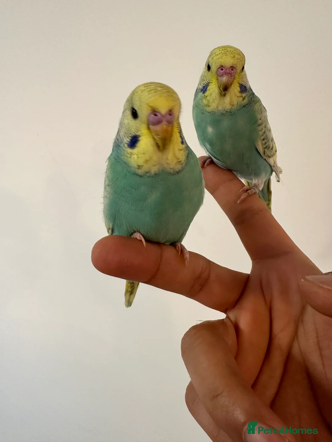 Budgerigars birds for sale: Baby Budgies Tamed/Semi Tamed - Advert 5