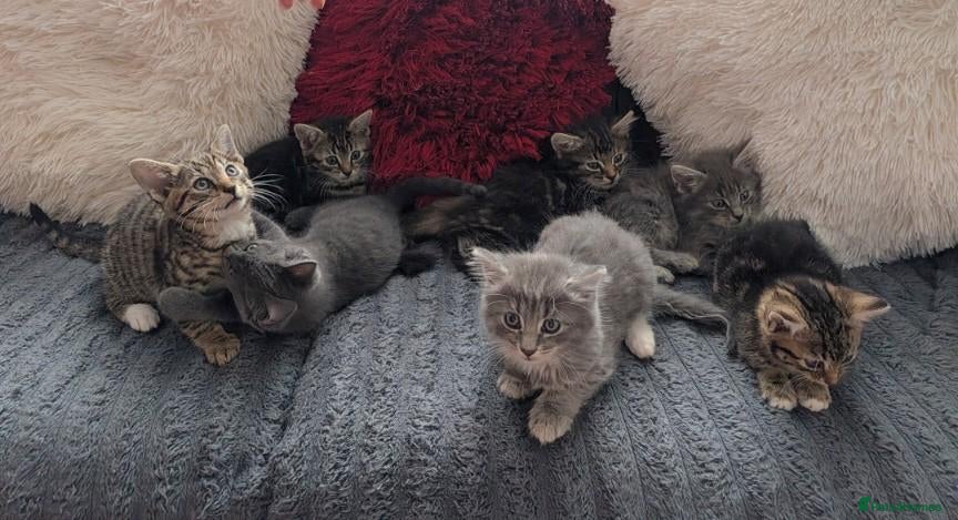 Mixed Breed cats Kittens  - Advert 12