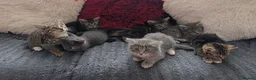 Mixed Breed cats for sale: Kittens  - Advert 1