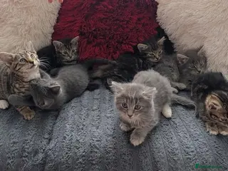 Mixed Breed cats Kittens - Advert 12