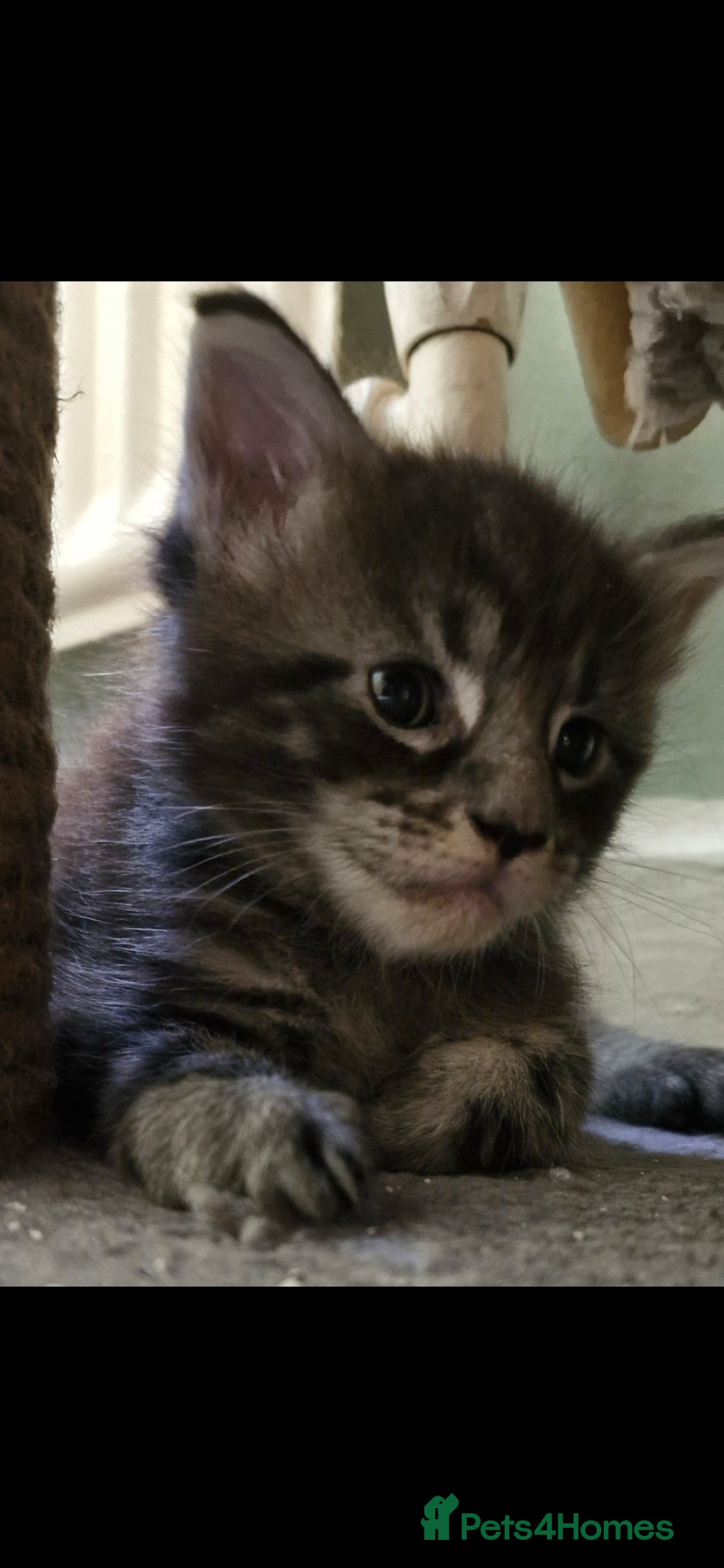 Maine Coon cats for sale: Adorable maincoon kittens 😸 looking for new home  - Image 7