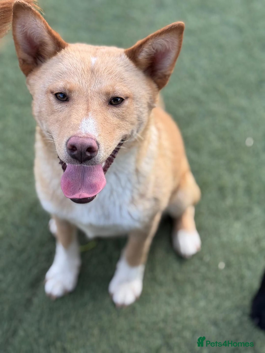 Mixed Breed dogs for adoption: Gorgeous Bill ready for his home - Advert 8