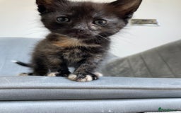 Mixed Breed cats for sale: Adorable kittens  - Image 25