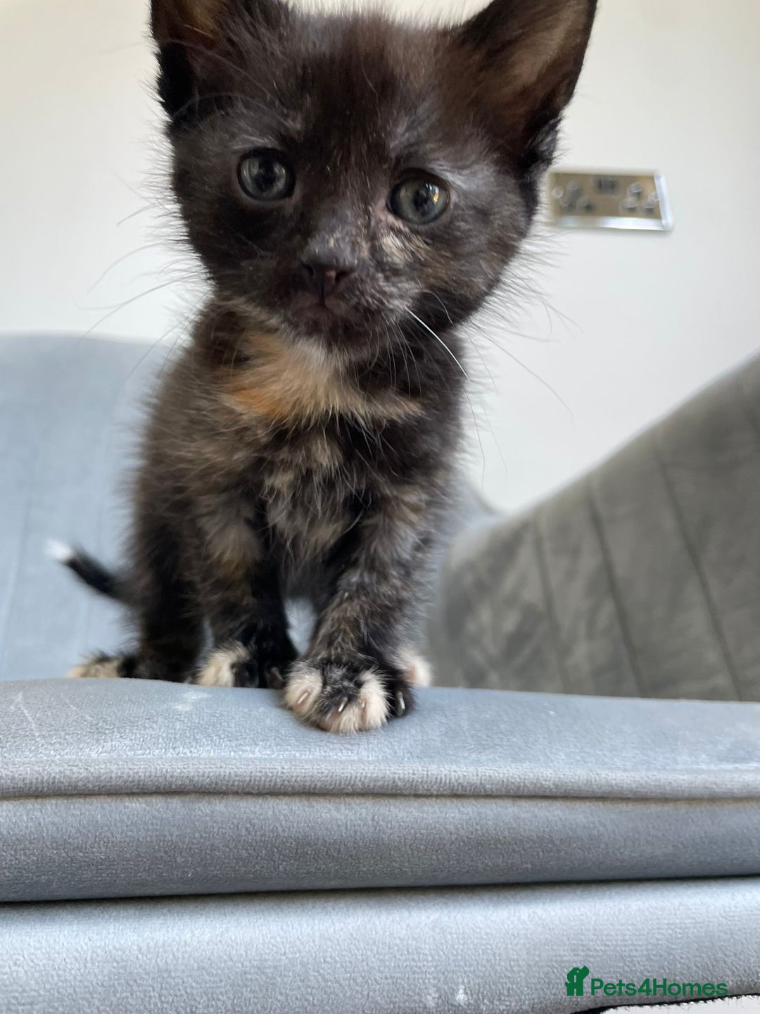 Mixed Breed cats for sale: Adorable kittens  - Image 25