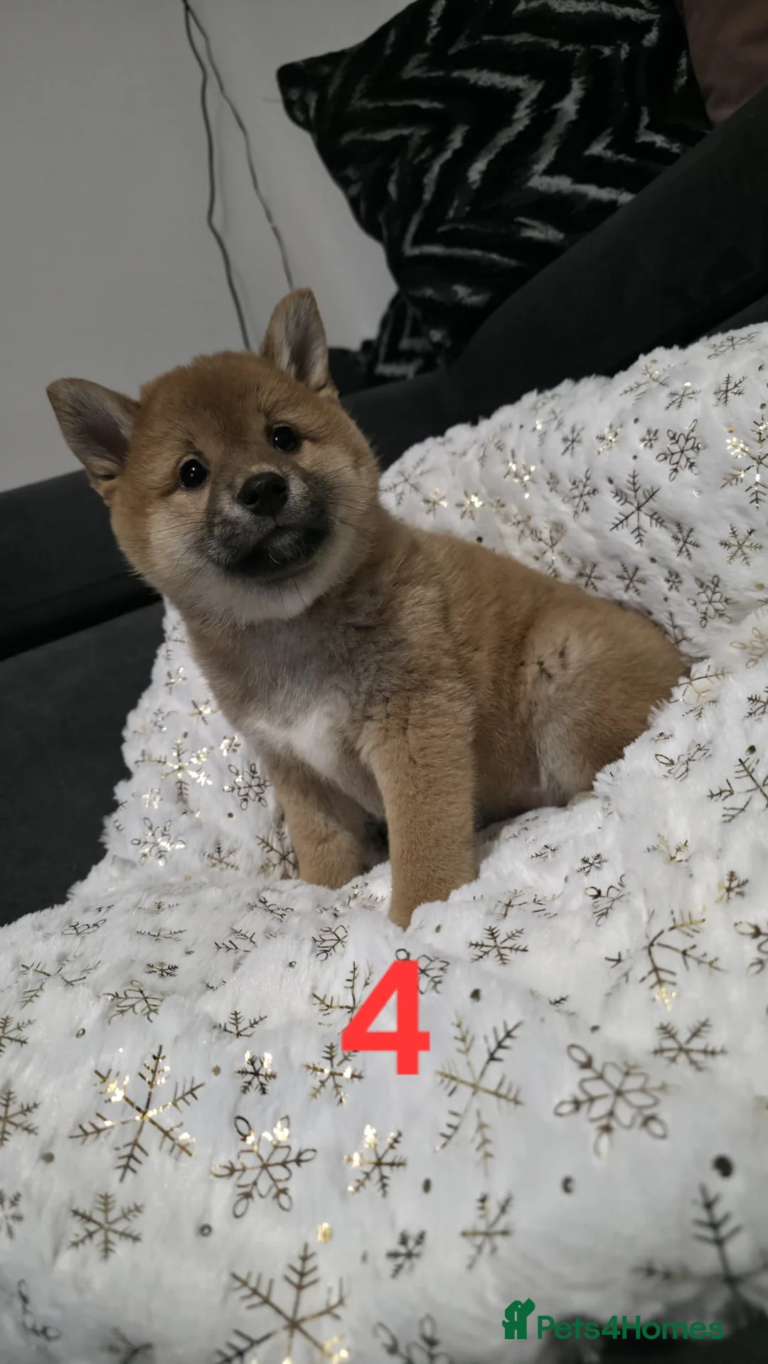 Japanese Shiba Inu dogs for sale: Puppy Shiba inu female - Advert 13