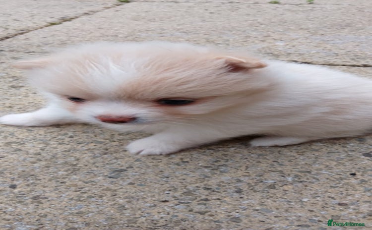 Pomeranian dogs - Advert 11