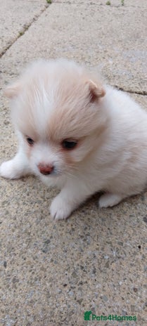 Pomeranian dogs - Advert 11