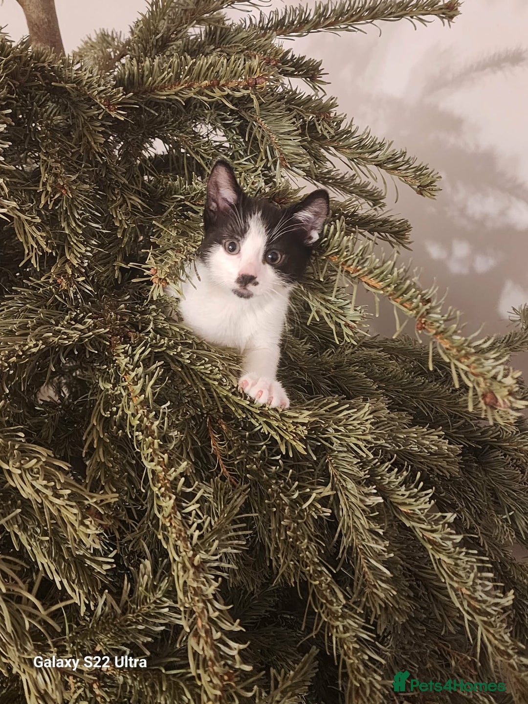 Mixed Breed cats for sale: Three playful mixed breed kittens for sale - Advert 1