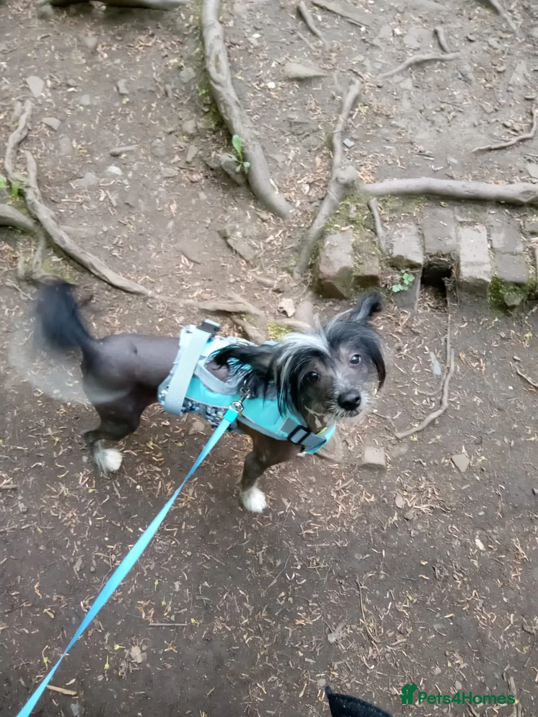 Chinese Crested dogs for stud: True hairless boy ready for stud in Sheffield - Advert 6