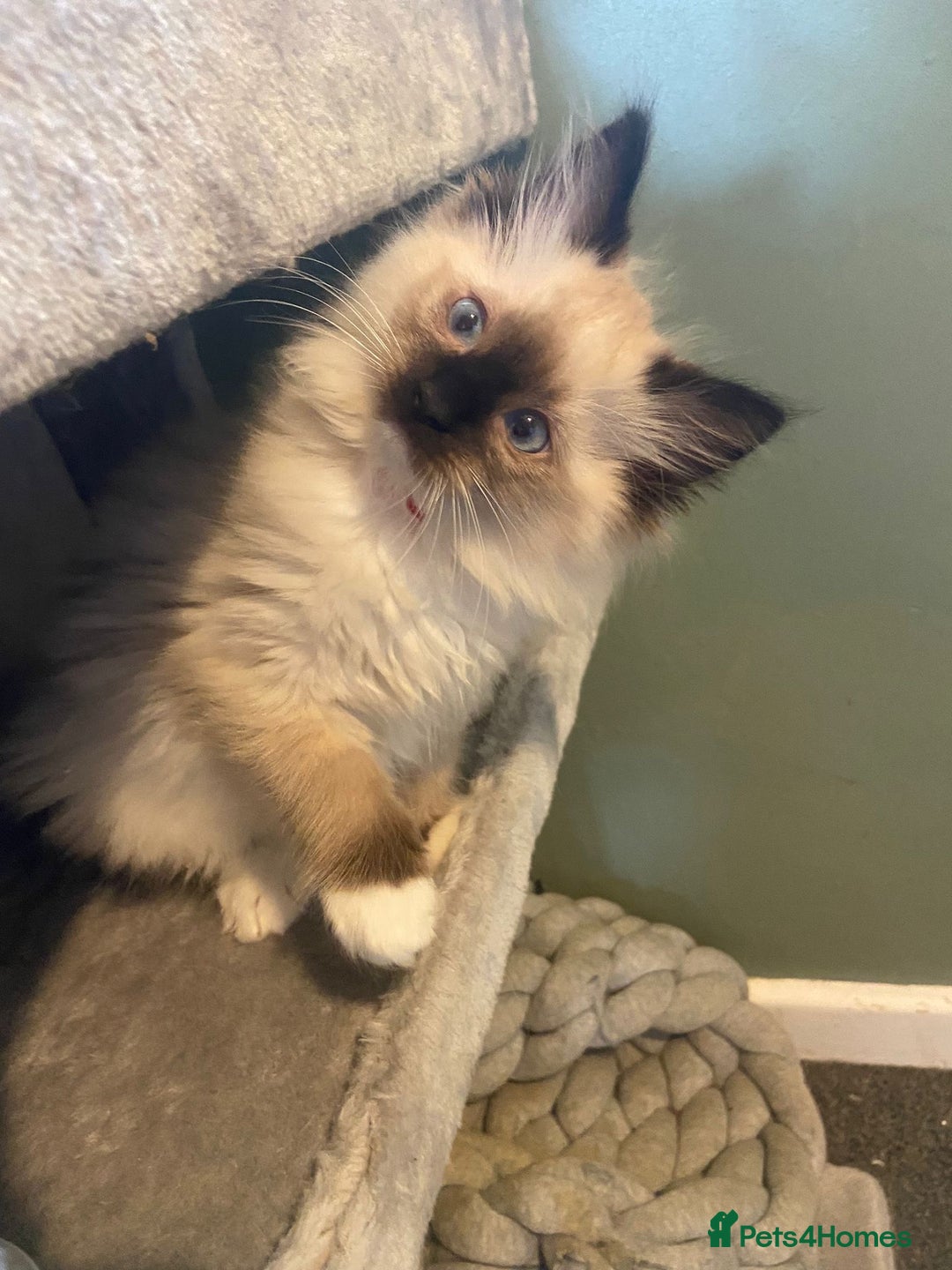 Ragdoll cats for sale: Tica Registered Ragdolls - Advert 12