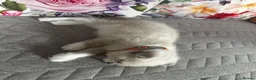Scottish Fold cats for sale: Scottish fold and British shorthair kittens in Slough - Advert 5