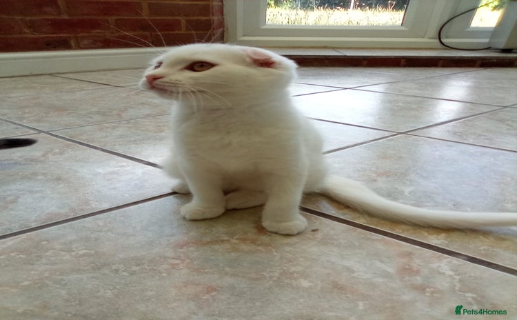 Scottish Fold cats - Advert 5