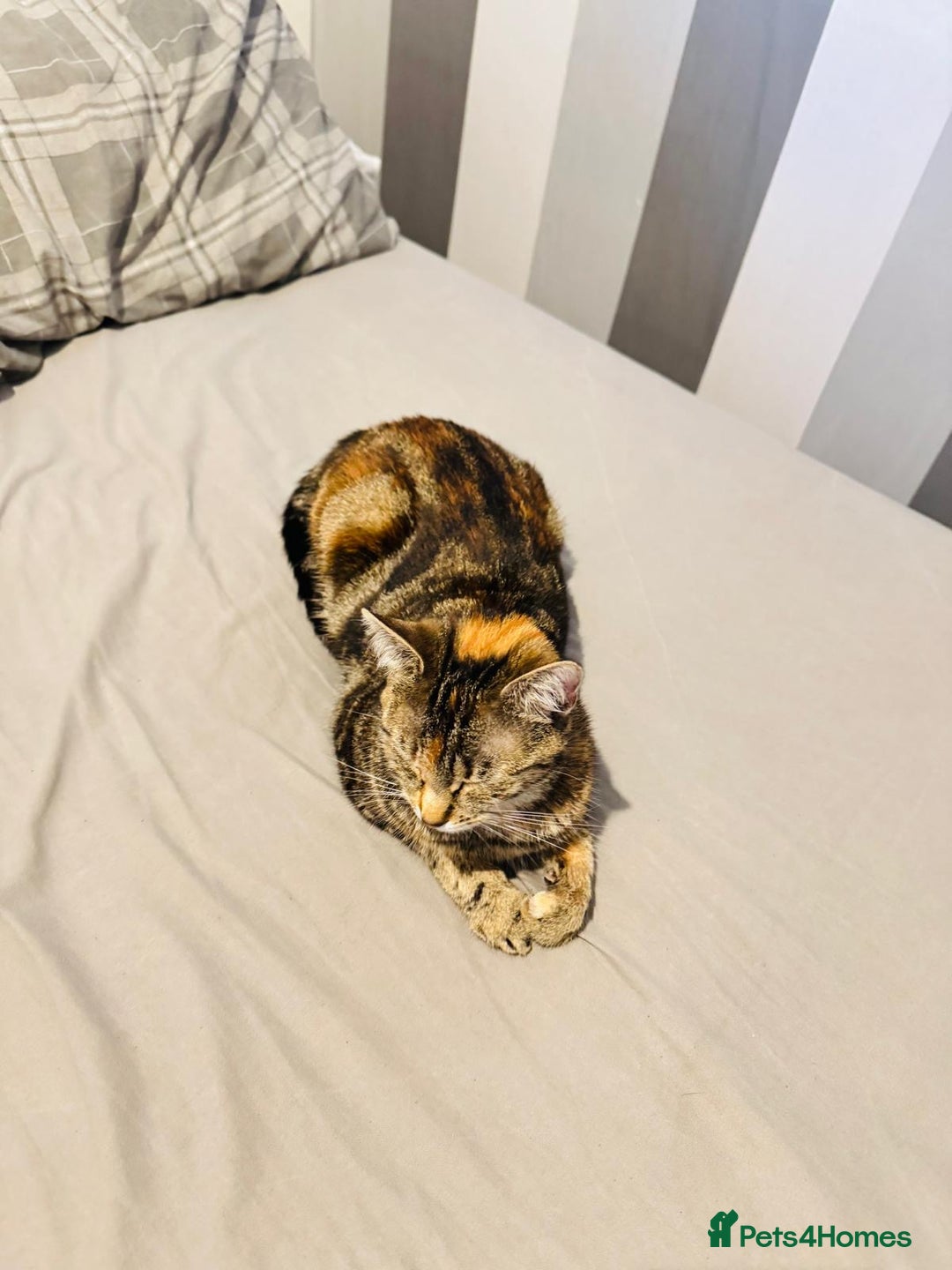 Mixed Breed cats for sale: Mixed bread - Image 3