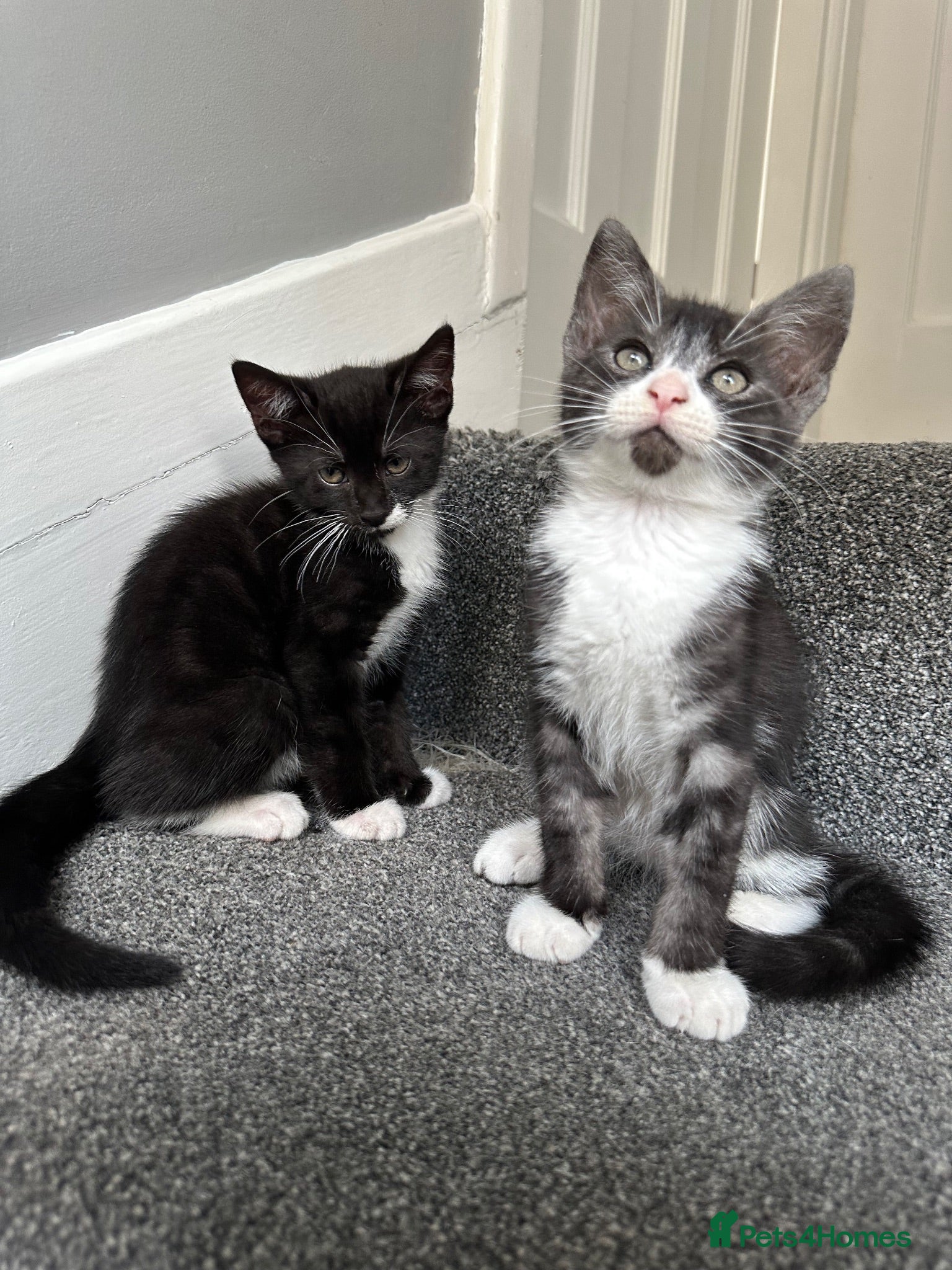 Mixed Breed cats Gorgeous Siblings Looking for Their Forever Homes - Advert 1