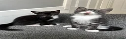 Mixed Breed cats for sale: Gorgeous Siblings Looking for Their Forever Homes - Advert 1