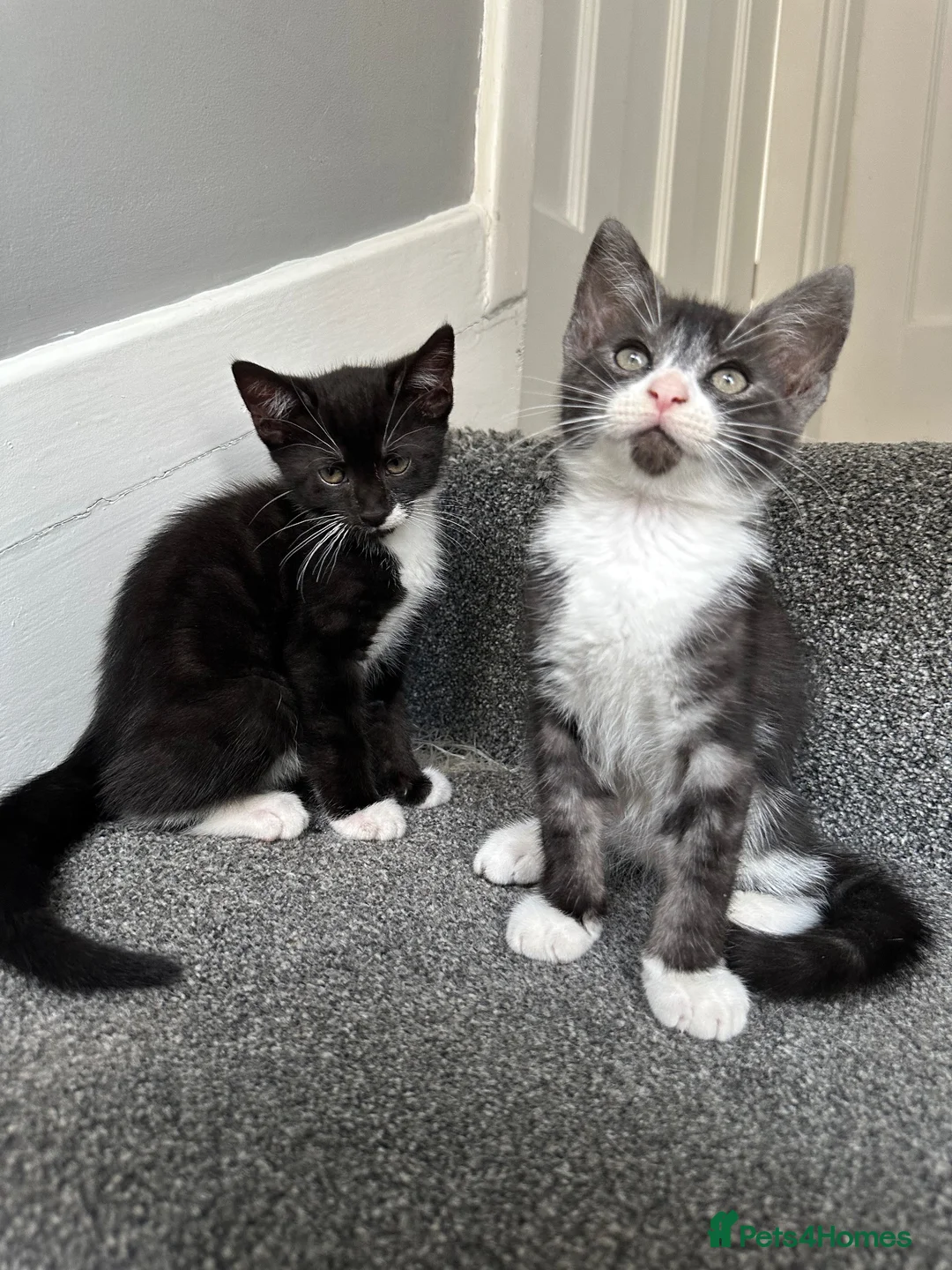 Mixed Breed cats for sale: Gorgeous Siblings Looking for Their Forever Homes - Advert 1
