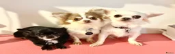 Chihuahua dogs for stud: Super Tiny lilac parti KC long coat Chihuahua STUD - Advert 8