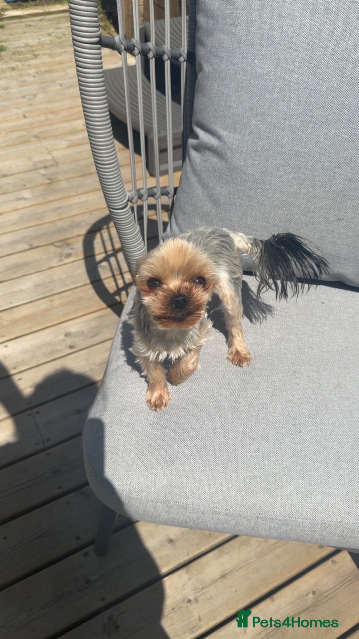 Yorkshire Terrier dogs Bonnie the Yorkshire terrier  - Advert 11