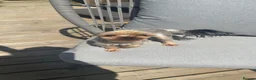 Yorkshire Terrier dogs for sale: Bonnie the Yorkshire terrier  - Advert 1