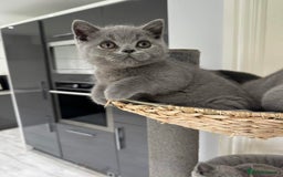 British Shorthair cats for sale: British shorthair kittens  - Image 4