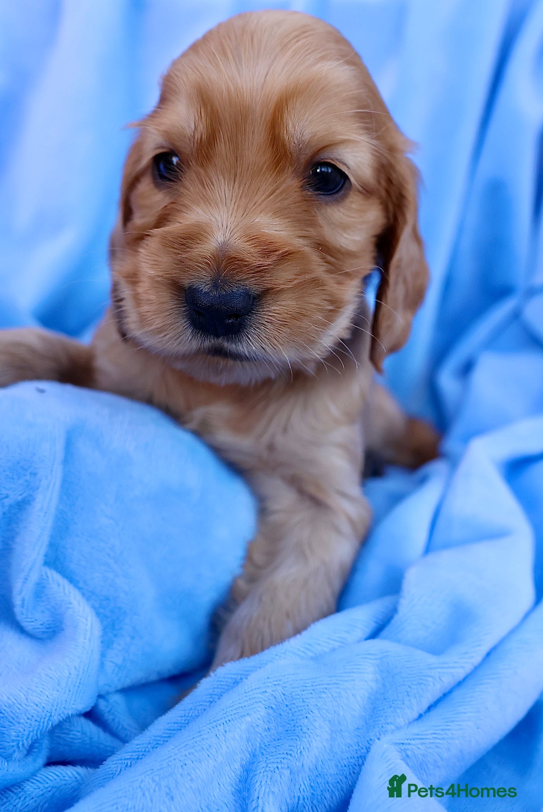 Cocker Spaniel dogs for sale: Beautiful family SHOW cocker spaniels LAST 2 - Image 28