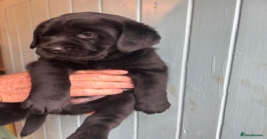 Labrador Retriever dogs KC Labrador Puppies Black Lab puppies - Advert 12