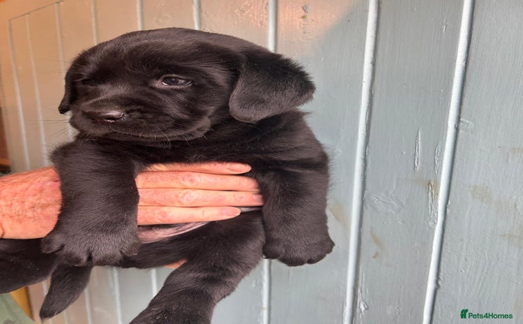 Labrador Retriever dogs - Advert 5