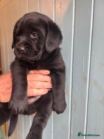 Labrador Retriever dogs KC Labrador Puppies Black Lab puppies - Advert 6