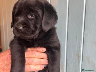 Labrador Retriever dogs - Advert 3