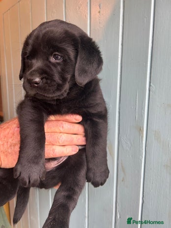 Labrador Retriever dogs - Advert 12