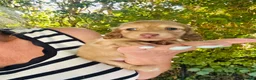 Miniature Dachshund dogs for sale: Chocolate, Cream &  Brindle - 5 star Breeder  - Advert 2