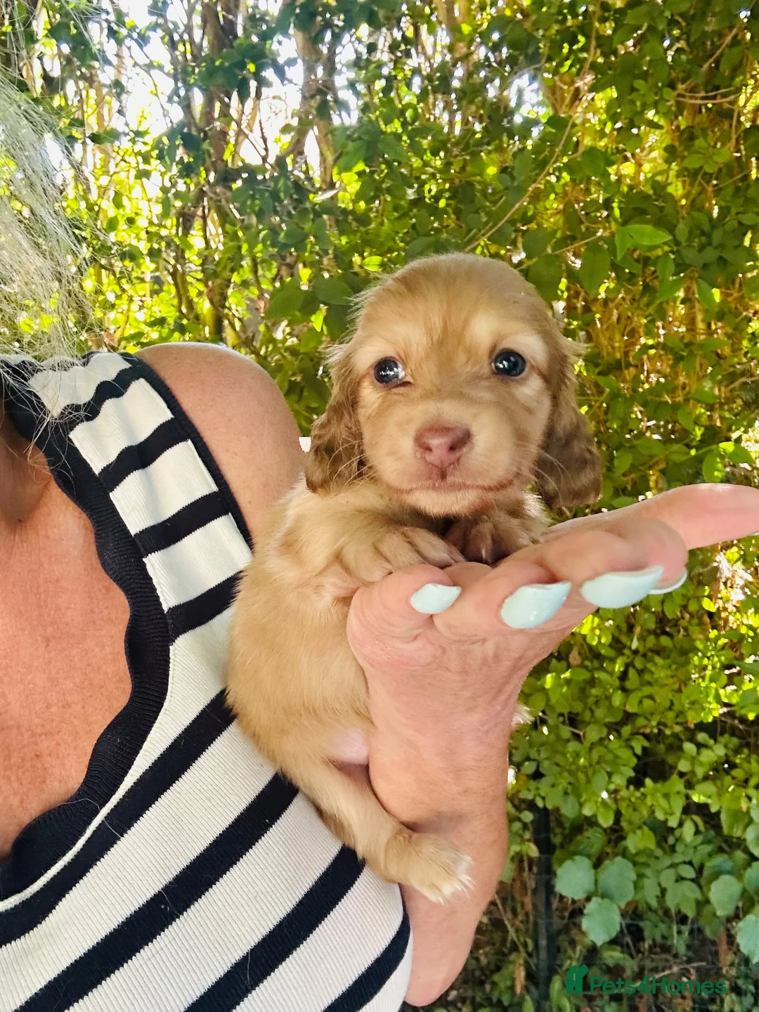 Miniature Dachshund dogs for sale: Chocolate, Cream &  Brindle - 5 star Breeder  - Advert 2