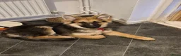 German Shepherd dogs for sale: KC Registered German Shepherd puppy  - Advert 3
