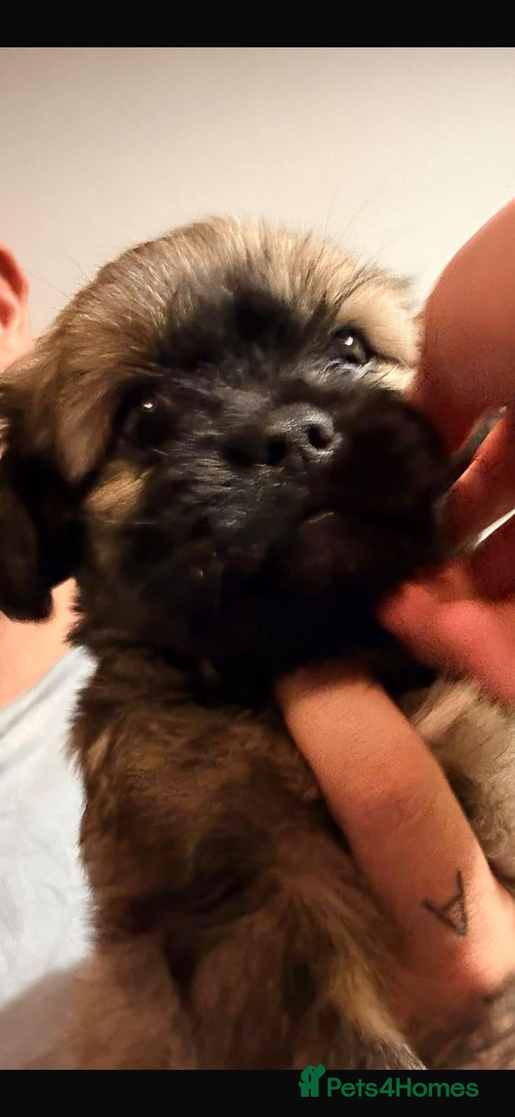 Mixed Breed dogs Lhasa frenchie puppies  - Advert 2