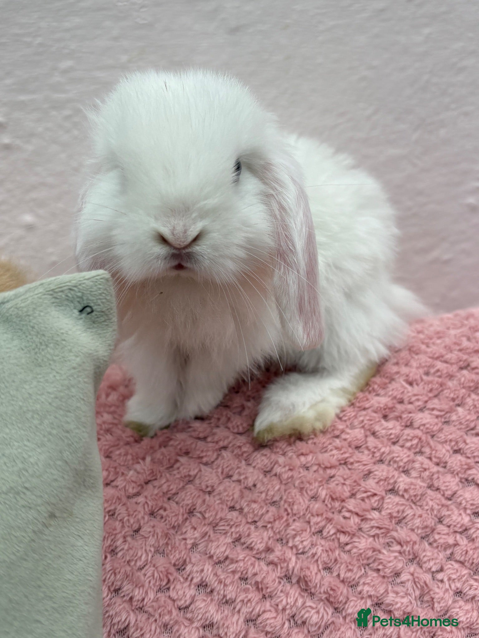 Mini Lop rabbits Mini lops-raised indoors  - Advert 2