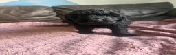 Cockapoo dogs for sale: Cockapoo puppies 🐶  in Swadlincote - Advert 9