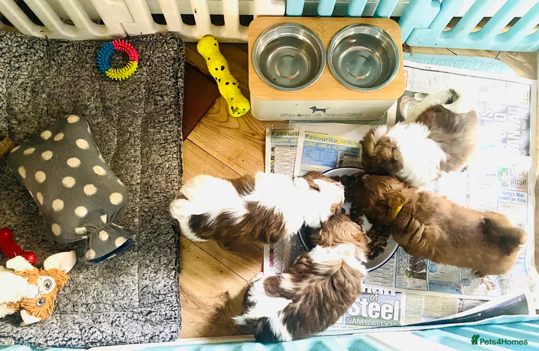 Shih Tzu dogs for sale: 🌟HEALTH TESTED~VACCINATED~ MICROCHIPPED 🌟 - Advert 2