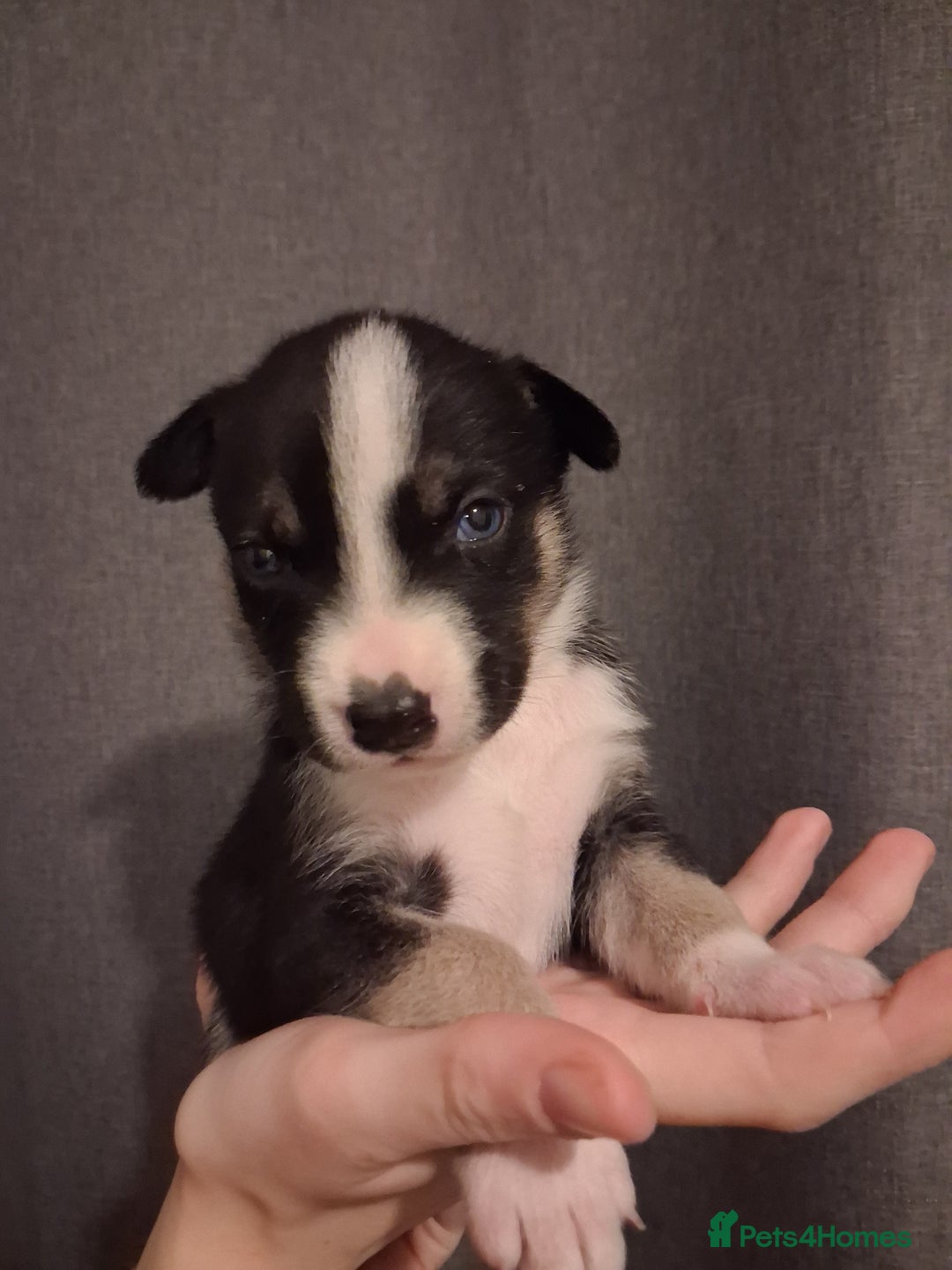 Mixed Breed dogs for sale: Agouti Husky Cross puppies  - Advert 23