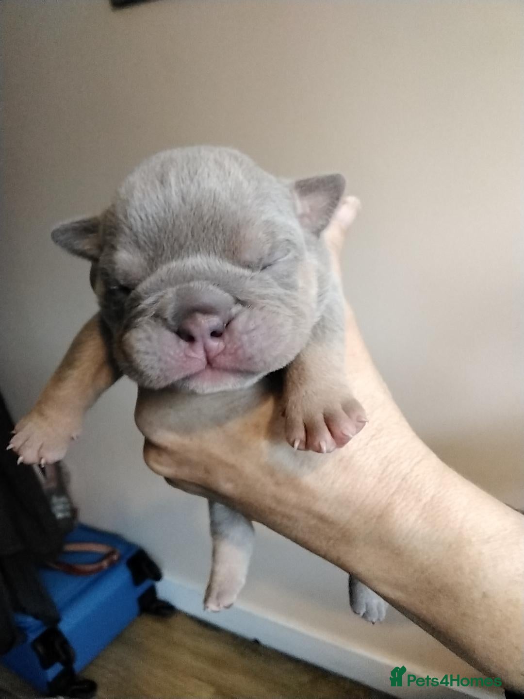 English Bulldog dogs Gorgeous English Buldog Puppies - Advert 4
