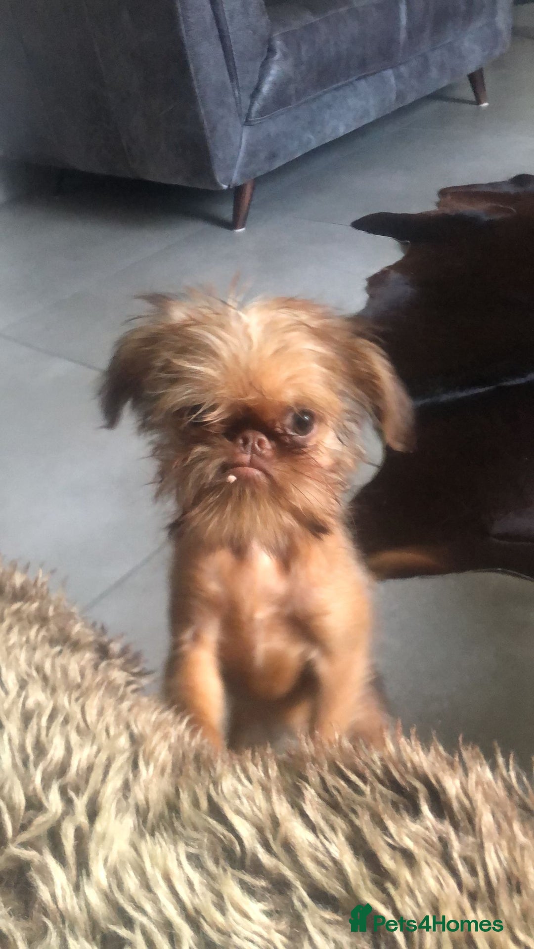 Griffon Bruxellois dogs for sale: Cute Female Griffon  - Advert 9