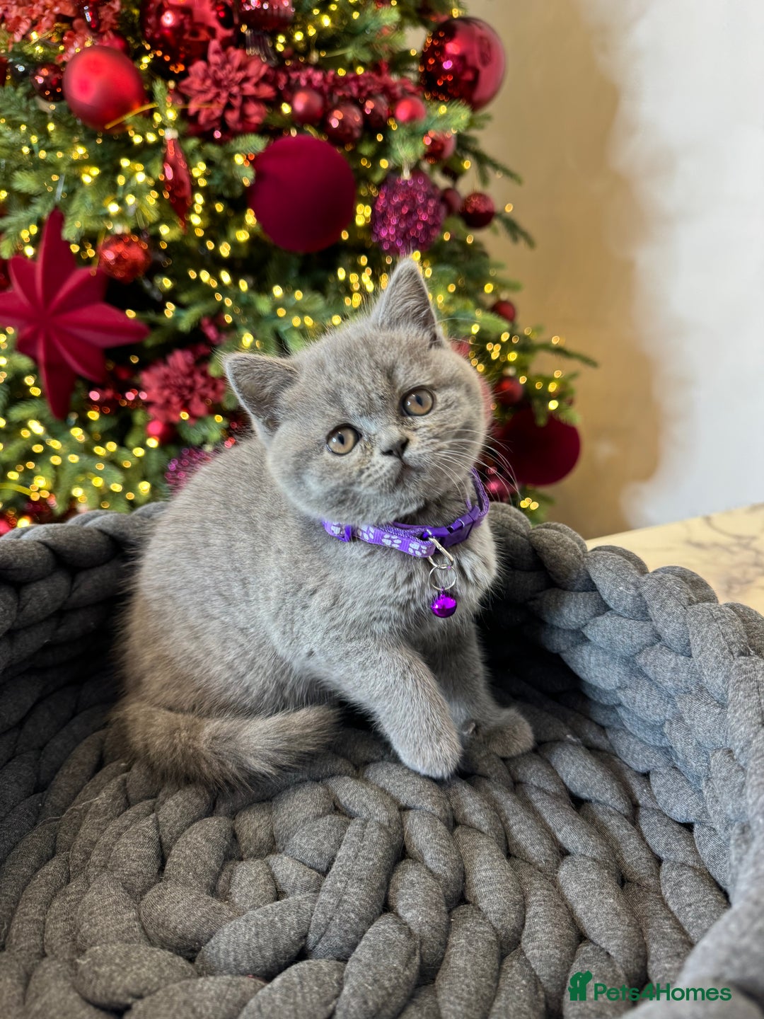 British Shorthair cats for sale: British Shorthair girl - Advert 1