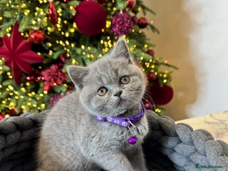 British Shorthair cats British Shorthair girl - Advert 4