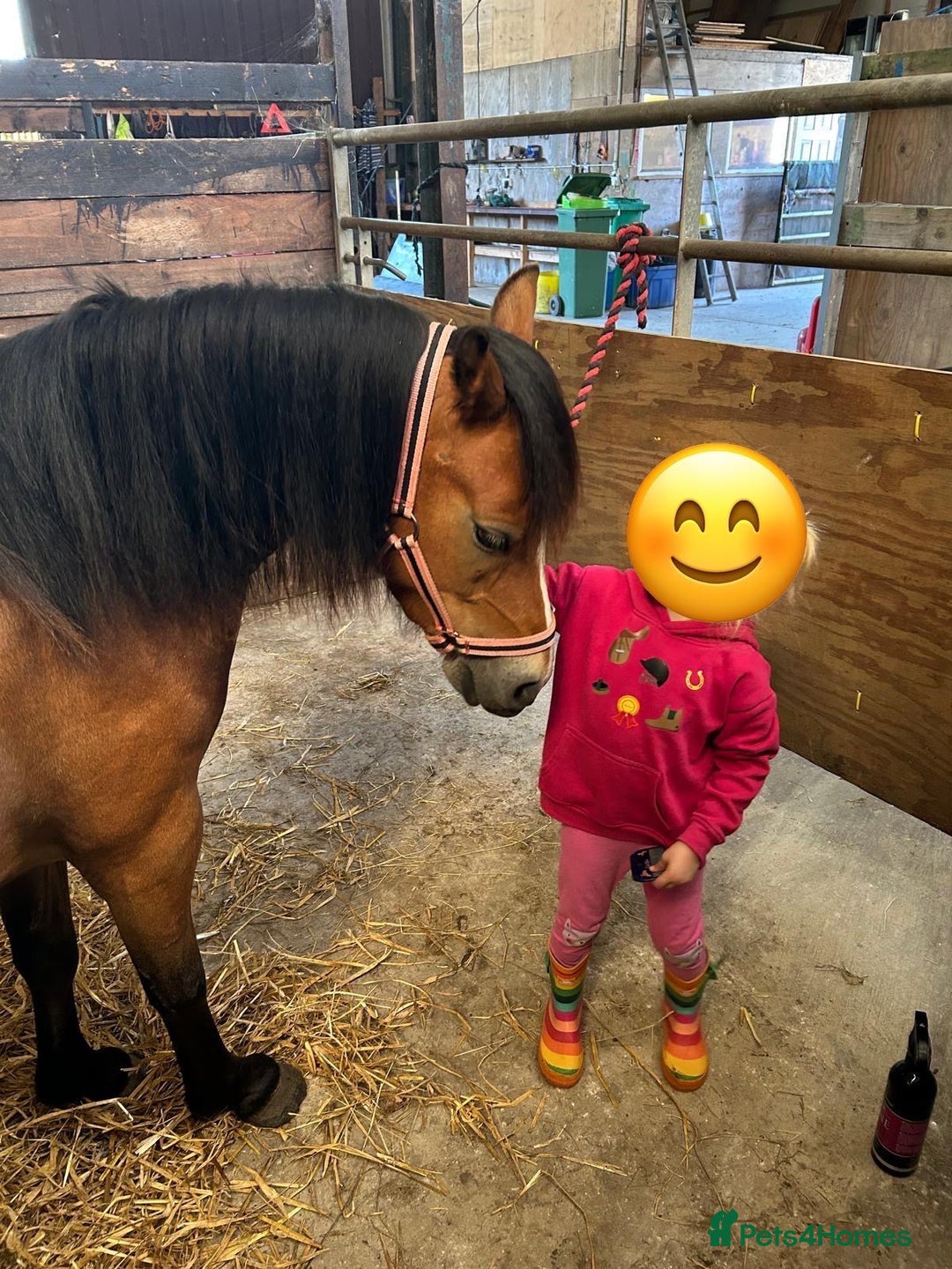 Welsh Section A horses for sale: 12hh section a gelding bombproof - Image 6