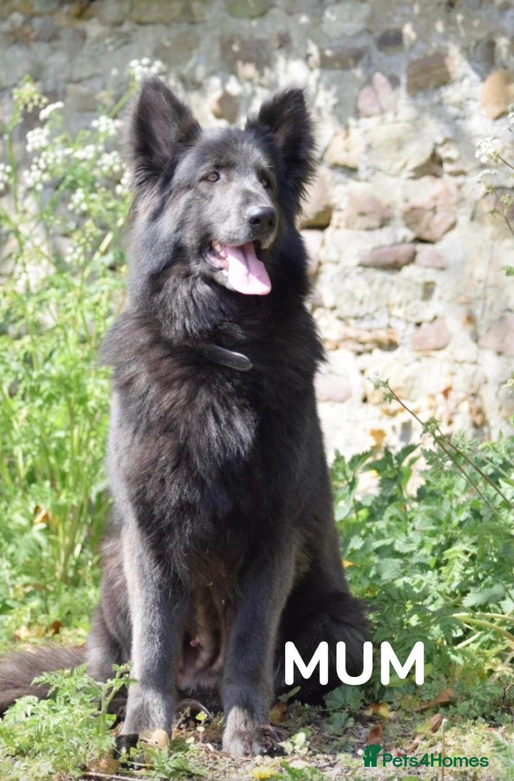 German Shepherd dogs *Stunning KC German Shepherds* - Advert 1