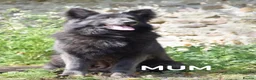German Shepherd dogs for sale: *Stunning KC German Shepherds* - Advert 1